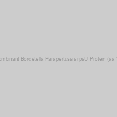 Image of Recombinant Bordetella Parapertussis rpsU Protein (aa 1-70)